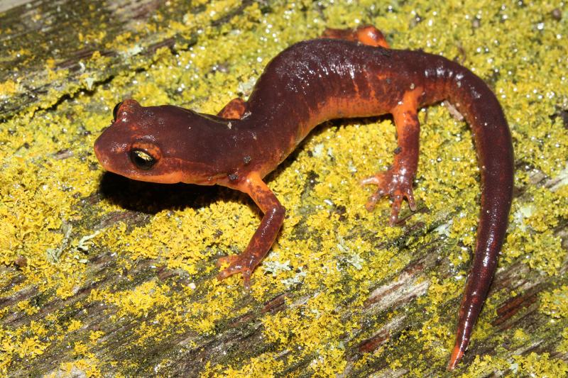 Yellow-eyed Ensatina (Ensatina eschscholtzii xanthoptica)