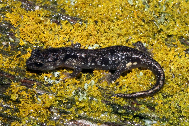 Arboreal Salamander (Aneides lugubris)