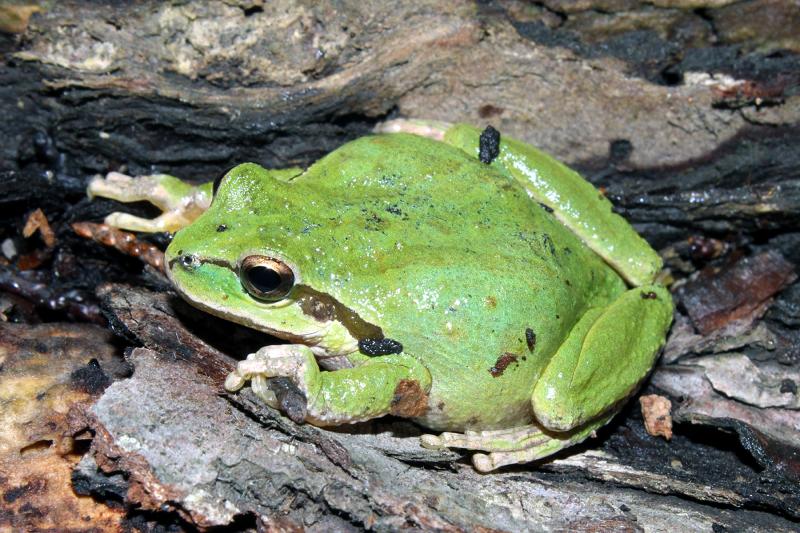 Sierran Treefrog (Pseudacris sierra)