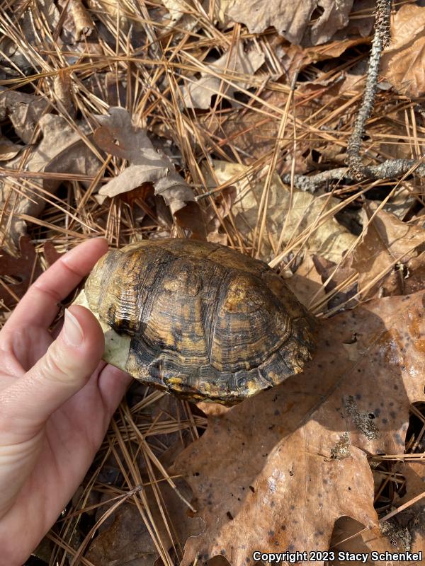 Eastern Box Turtle (Terrapene carolina carolina)