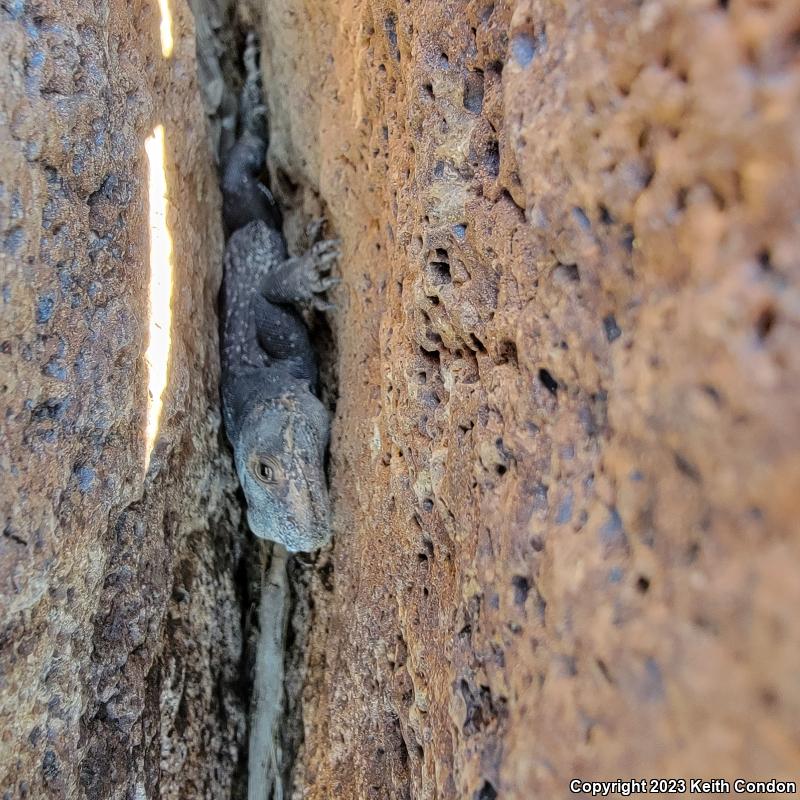 Common Chuckwalla (Sauromalus ater)