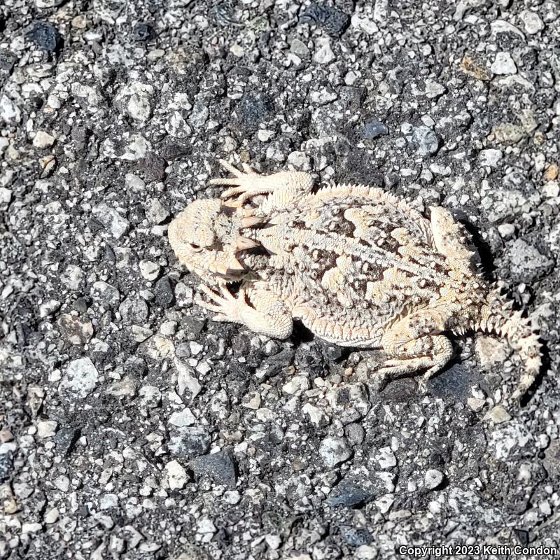 Southern Desert Horned Lizard (Phrynosoma platyrhinos calidiarum)