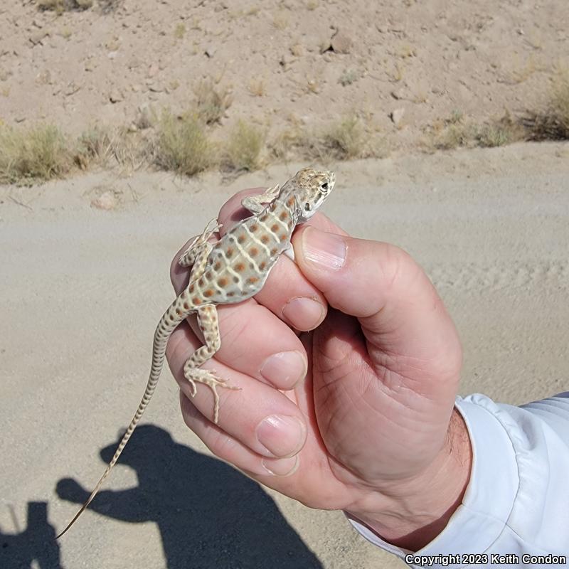 Longnose Leopard Lizard (Gambelia wislizenii)