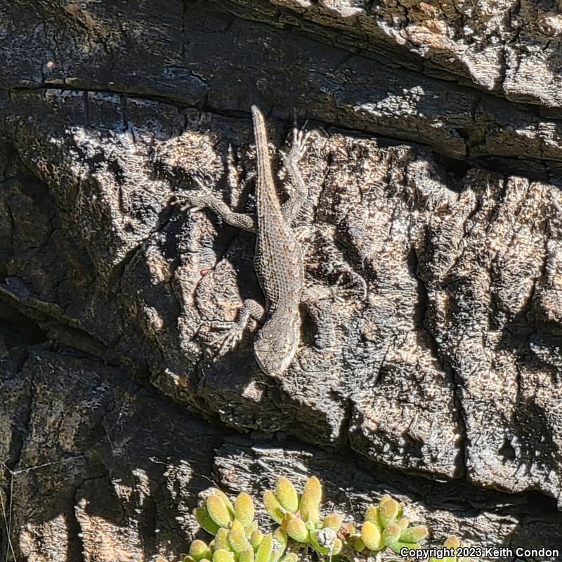 NorthWestern Fence Lizard (Sceloporus occidentalis occidentalis)