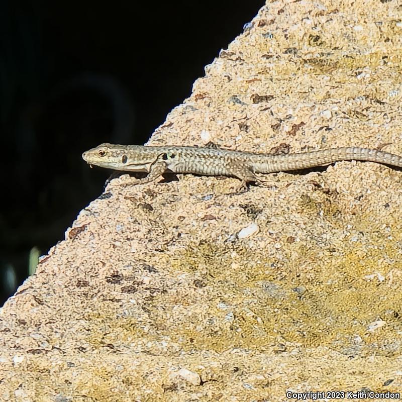 Italian Wall Lizard (Podarcis sicula)