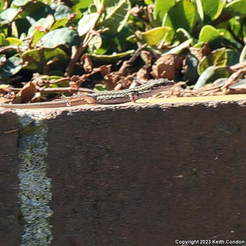 Italian Wall Lizard (Podarcis sicula)