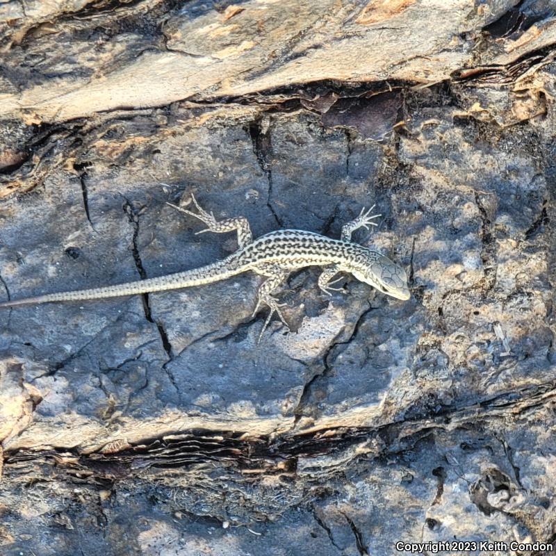 Italian Wall Lizard (Podarcis sicula)