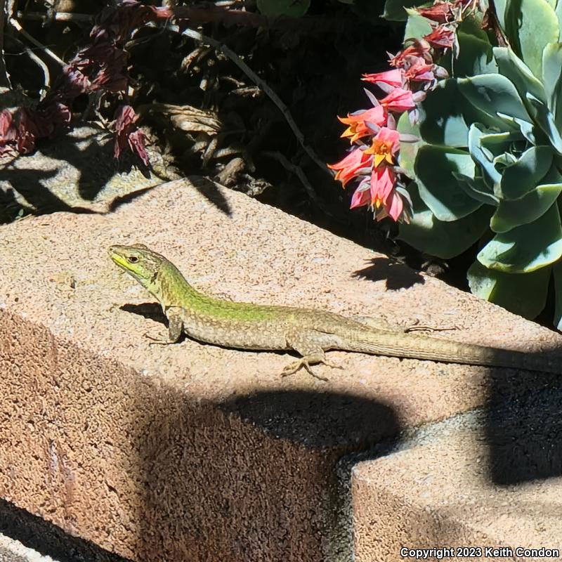 Italian Wall Lizard (Podarcis sicula)