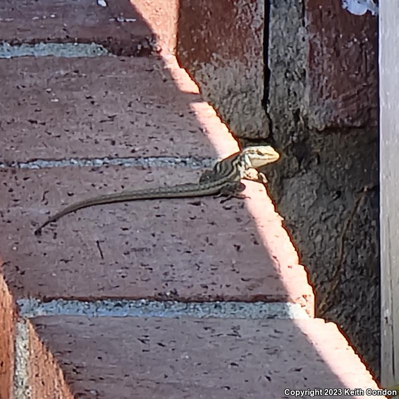 Italian Wall Lizard (Podarcis sicula)