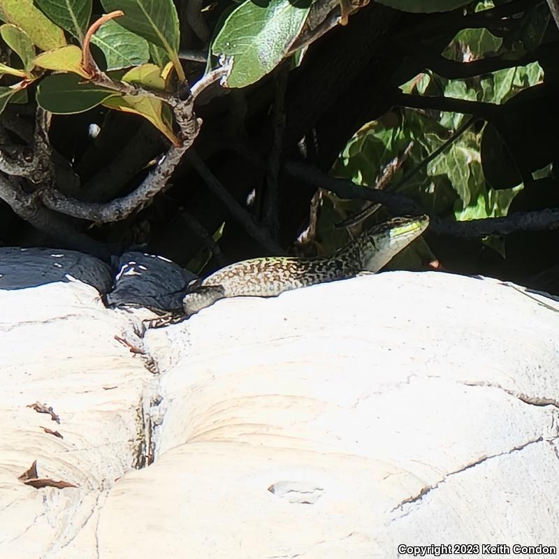 Italian Wall Lizard (Podarcis sicula)