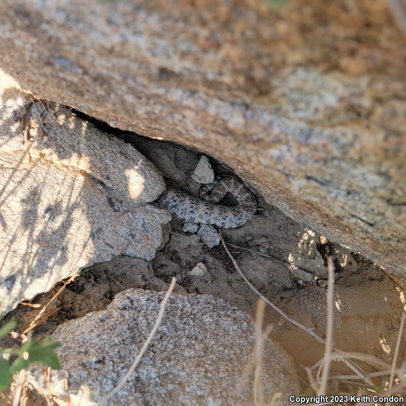 Southwestern Speckled Rattlesnake (Crotalus mitchellii pyrrhus)