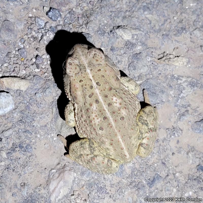 Woodhouse's Toad (Anaxyrus woodhousii)