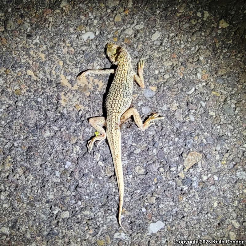 Colorado Desert Fringe-toed Lizard (Uma notata)