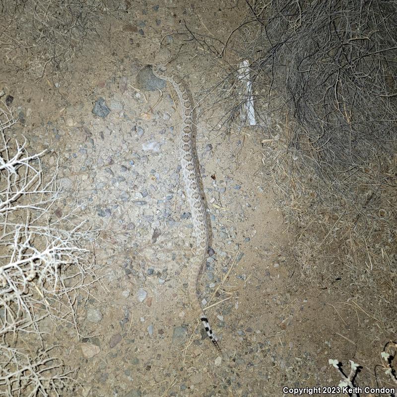 Western Diamond-backed Rattlesnake (Crotalus atrox)