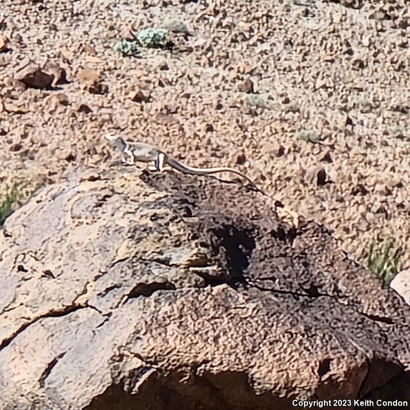 Northern Desert Iguana (Dipsosaurus dorsalis dorsalis)