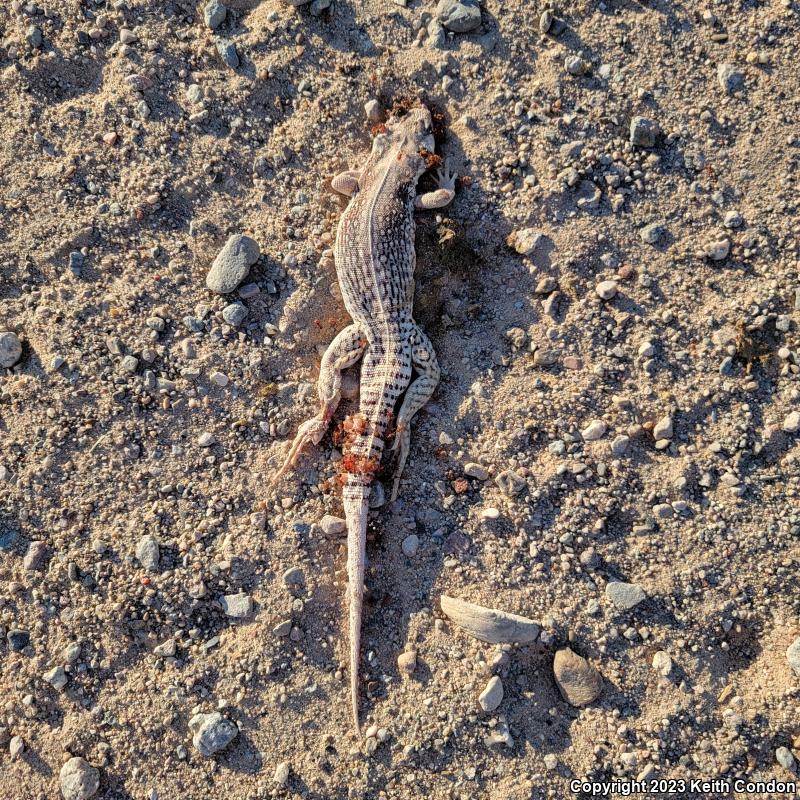 Northern Desert Iguana (Dipsosaurus dorsalis dorsalis)