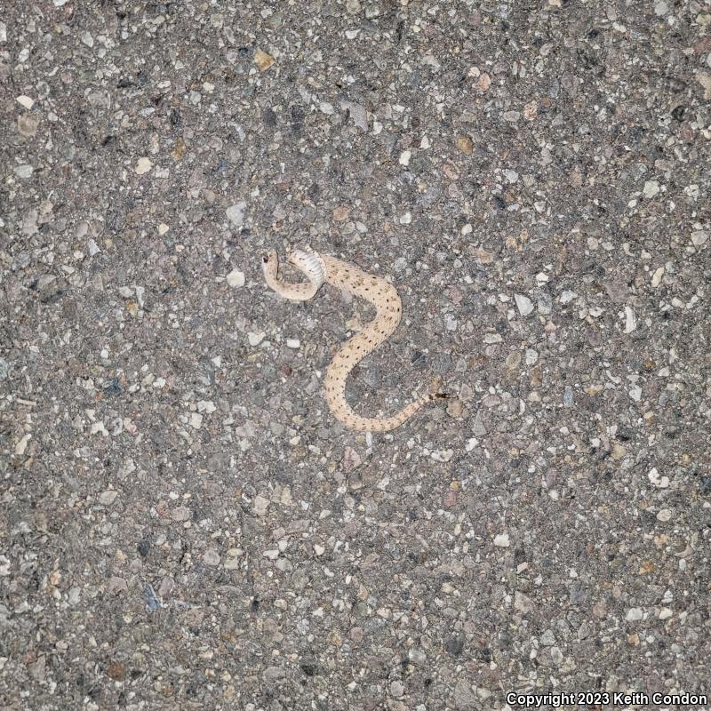 Colorado Desert Sidewinder (Crotalus cerastes laterorepens)