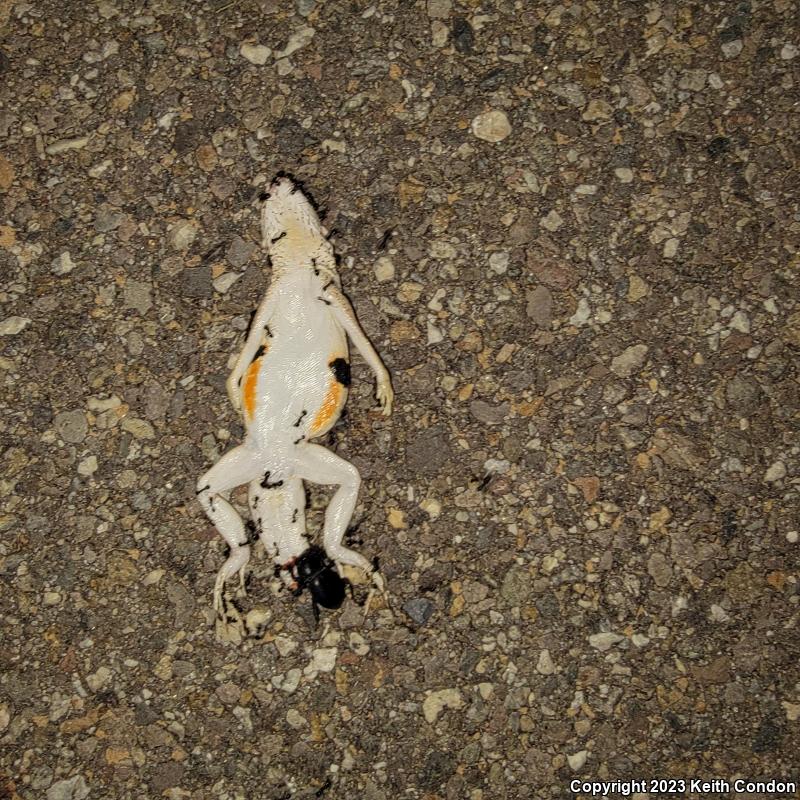 Colorado Desert Fringe-toed Lizard (Uma notata)