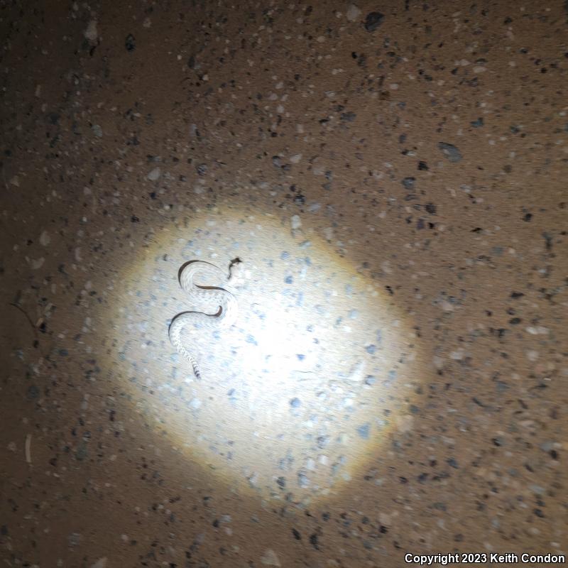 Colorado Desert Sidewinder (Crotalus cerastes laterorepens)