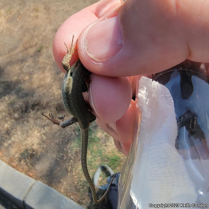 Italian Wall Lizard (Podarcis sicula)