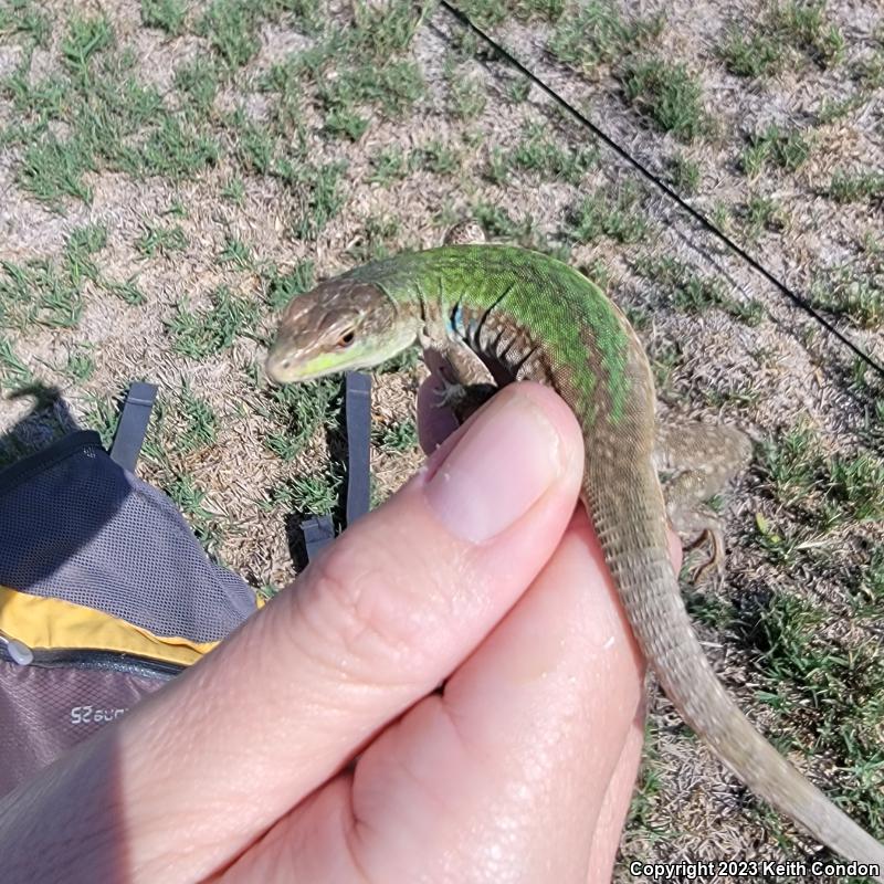 Italian Wall Lizard (Podarcis sicula)