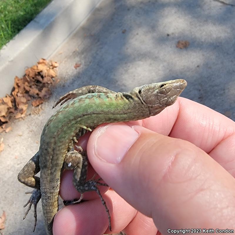 Italian Wall Lizard (Podarcis sicula)