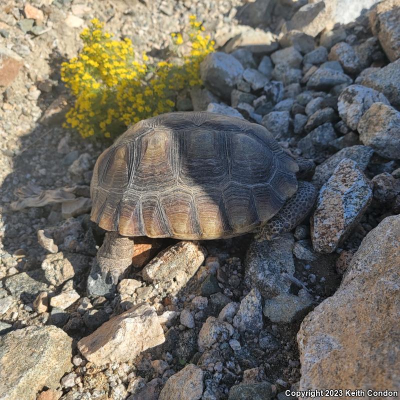 Desert Tortoise (Gopherus agassizii)