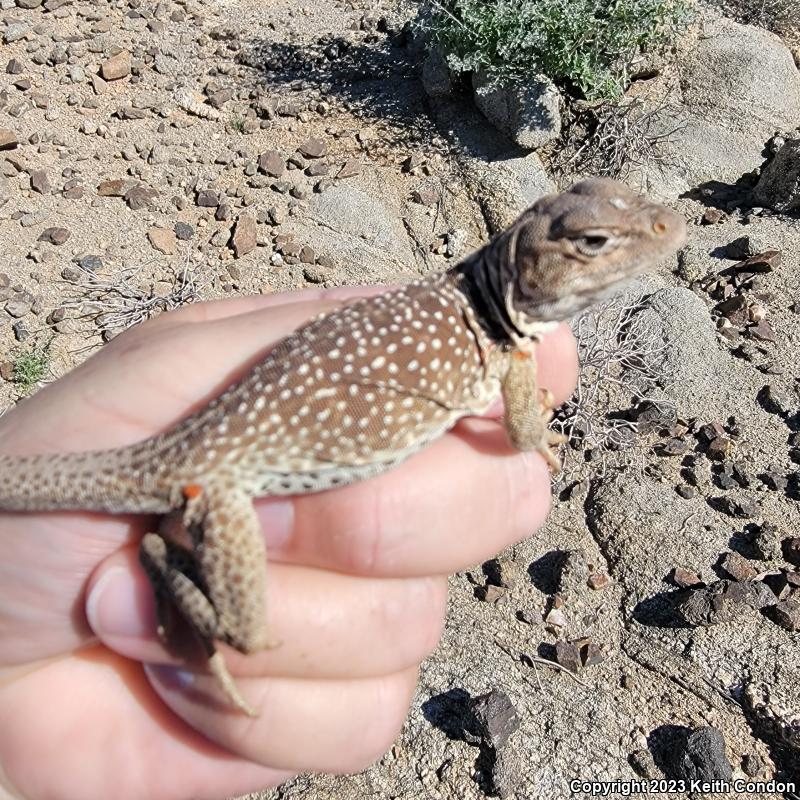 Great Basin Collared Lizard (Crotaphytus bicinctores)