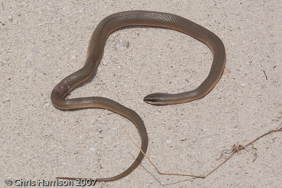 Peninsular Road Guarder (Conophis concolor)