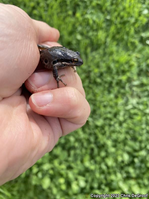 Baja California Treefrog (Pseudacris hypochondriaca)