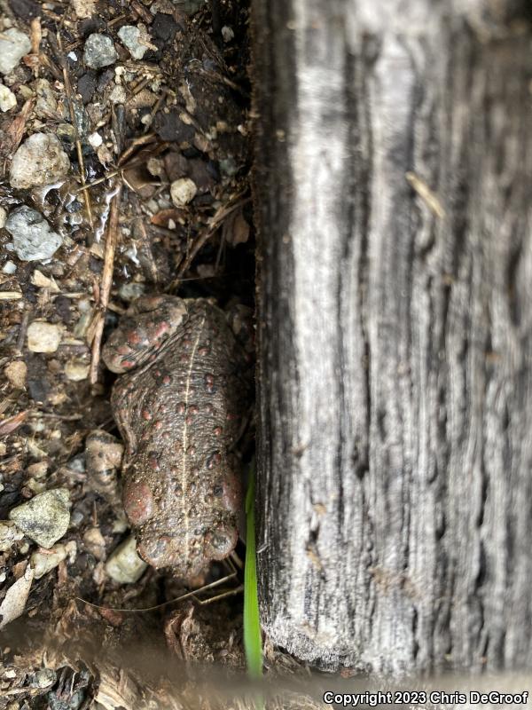 Southern California Toad (Anaxyrus boreas halophilus)