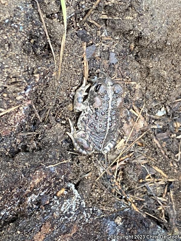 Southern California Toad (Anaxyrus boreas halophilus)