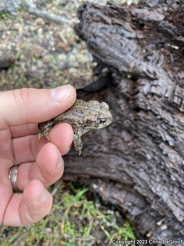 Southern California Toad (Anaxyrus boreas halophilus)