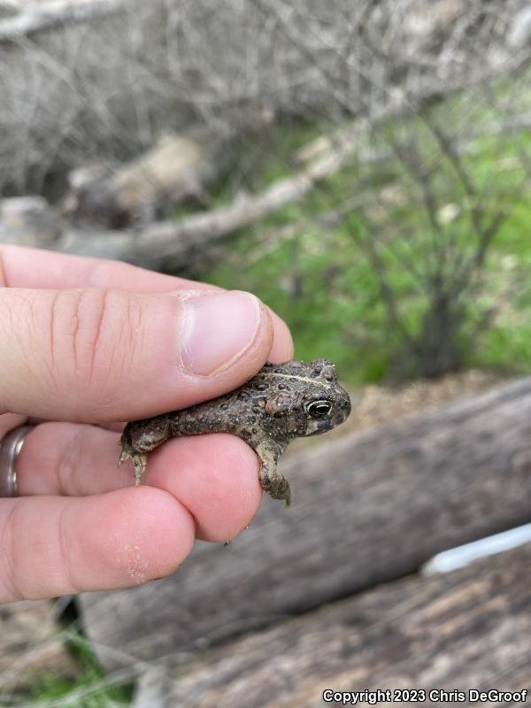 Southern California Toad (Anaxyrus boreas halophilus)