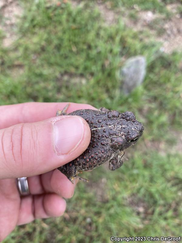 Southern California Toad (Anaxyrus boreas halophilus)