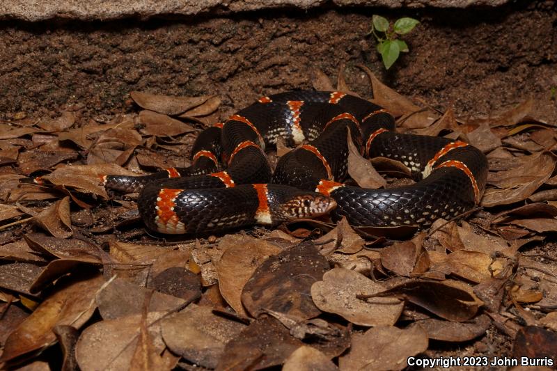 Western Long-nosed Snake (Rhinocheilus lecontei)