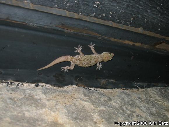 Mediterranean House Gecko (Hemidactylus turcicus)