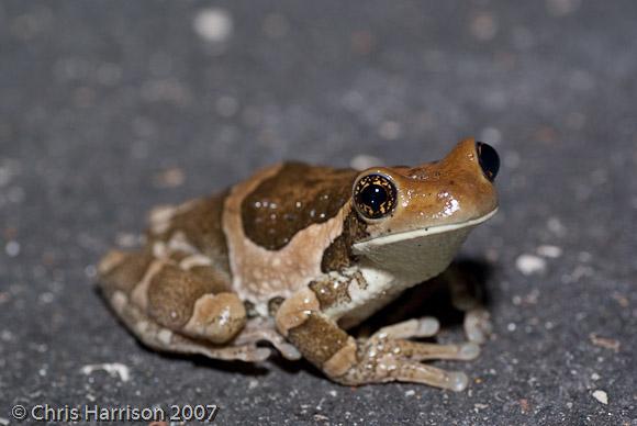 Veined Treefrog (Trachycephalus venulosus)