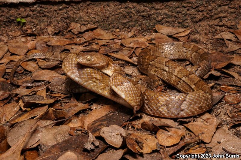 Mexican Lyresnake (Trimorphodon tau tau)