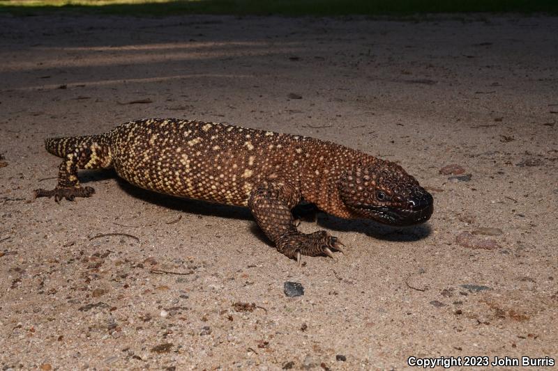 Rio Fuertes Beaded Lizard (Heloderma horridum exasperatum)