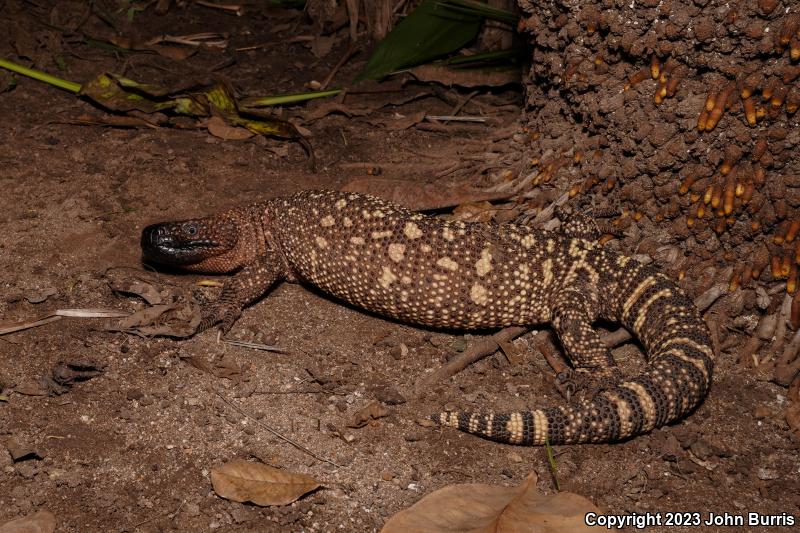 Rio Fuertes Beaded Lizard (Heloderma horridum exasperatum)