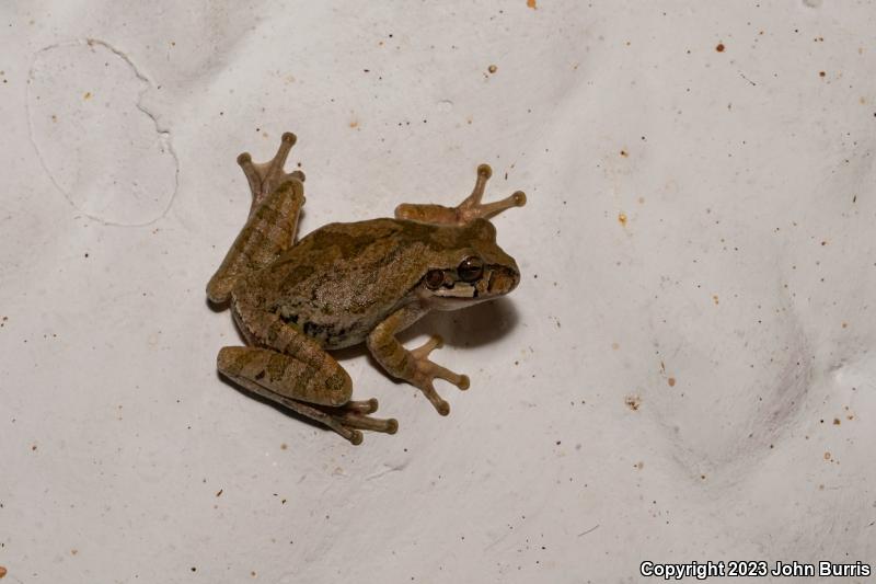 Mexican Treefrog (Smilisca baudinii)