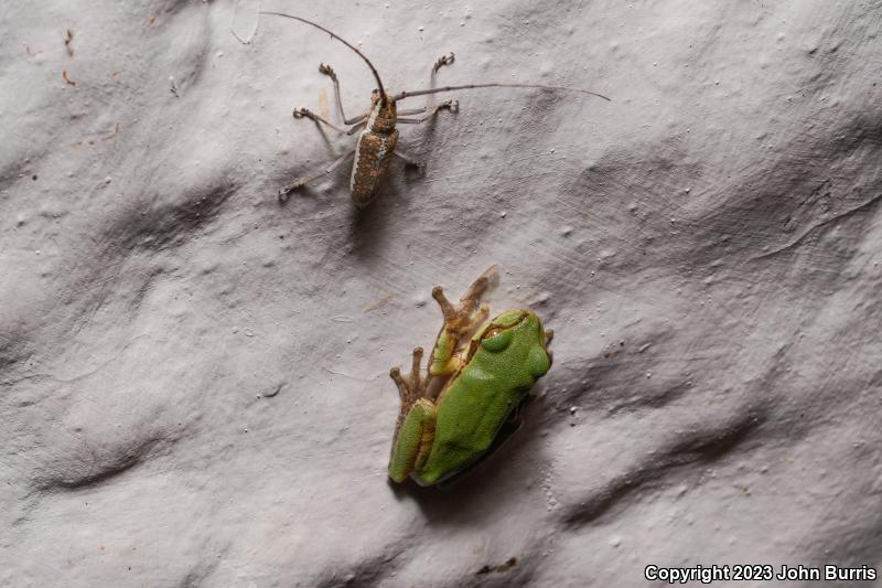 Mexican Treefrog (Smilisca baudinii)