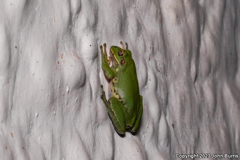 Mexican Treefrog (Smilisca baudinii)