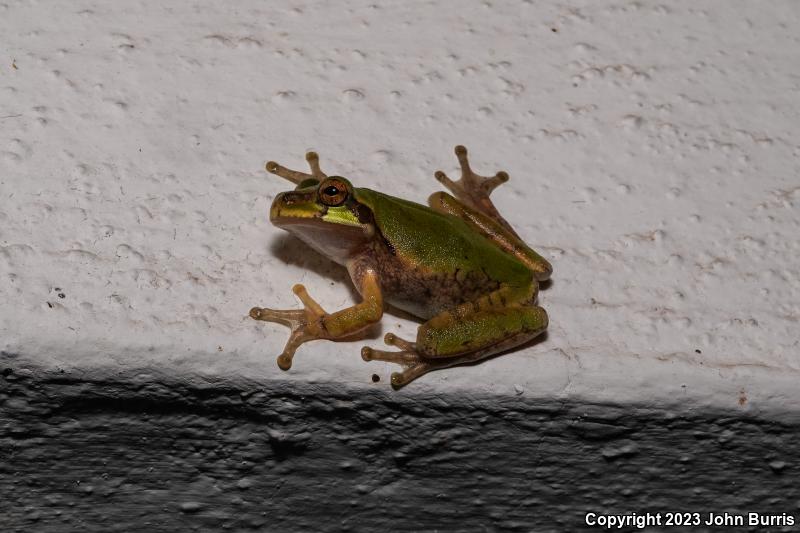 Mexican Treefrog (Smilisca baudinii)