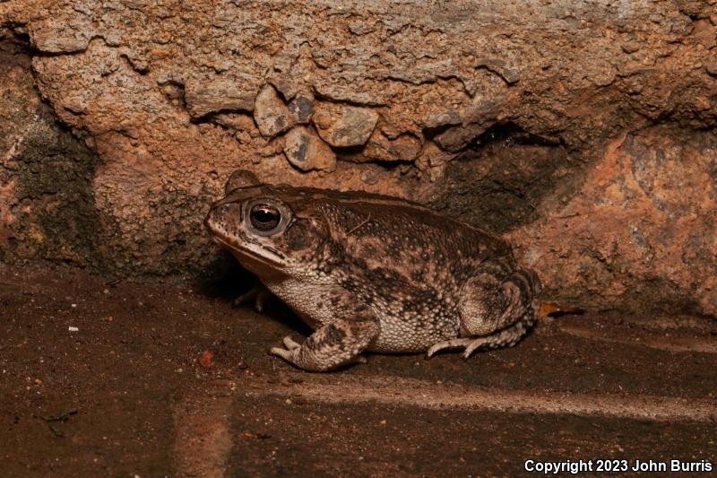 Sinaloa Toad (Ollotis mazatlanensis)