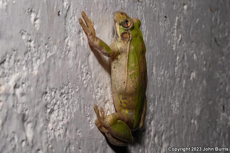 Mexican Treefrog (Smilisca baudinii)