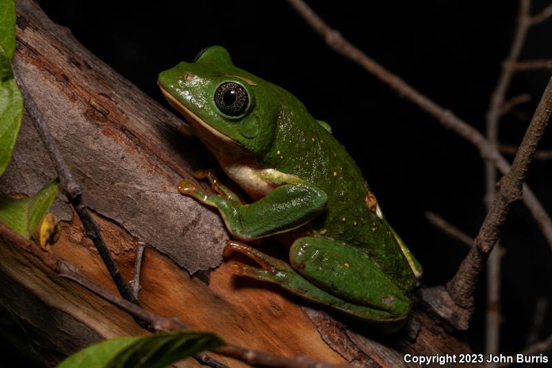 Mexican Leaf Frog (Pachymedusa dacnicolor)