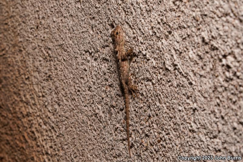 Sonoran Spiny Lizard (Sceloporus clarkii clarkii)