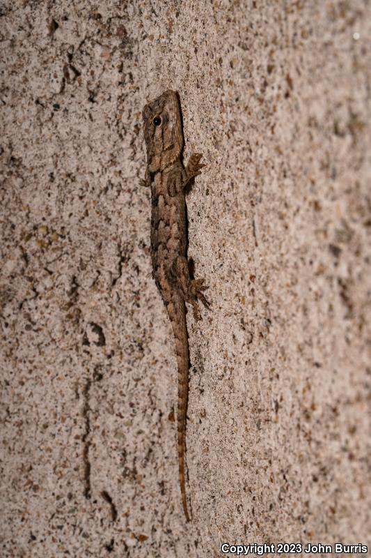 Sonoran Spiny Lizard (Sceloporus clarkii clarkii)